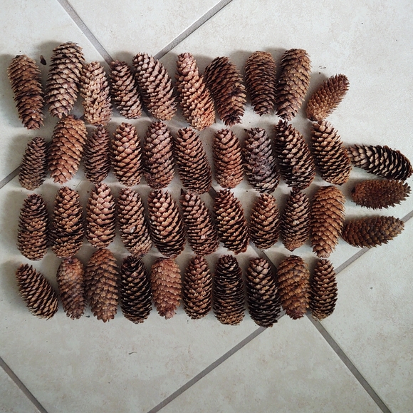 Spruce Pine Cones Fall Holiday Decor - Picture 3 of 5
